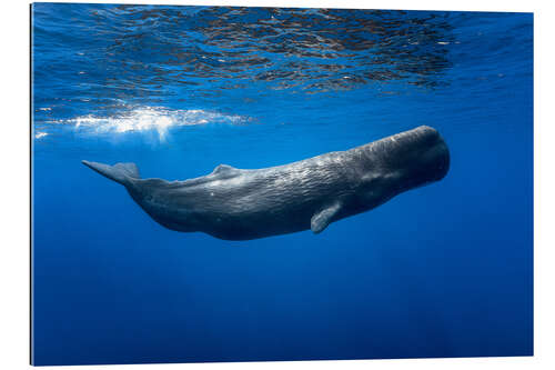 Galleriprint Sperm whale