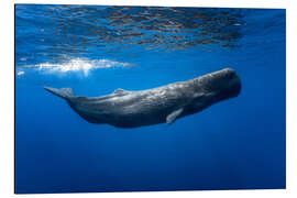 Magnettafel Einsamer Wal