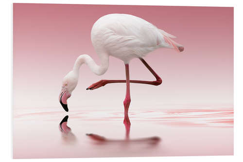 Foam board print Flamingo