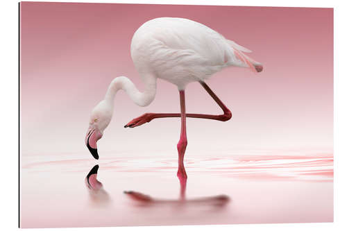 Gallery print Flamingo