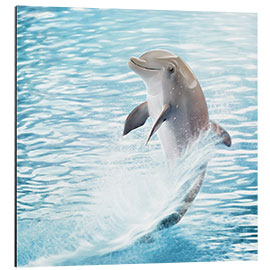 Aluminium print dolphin