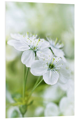 Foam board print Spring Blossoms I