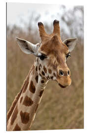 Gallery print giraffe