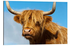 Aluminium print Scottish highland cattle