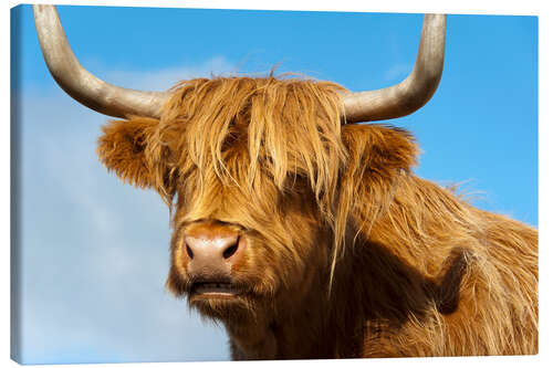 Canvastavla Scottish highland cattle