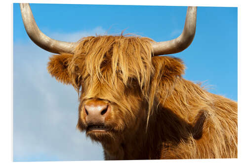 PVC print Scottish highland cattle