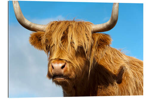 Galleriprint Scottish highland cattle