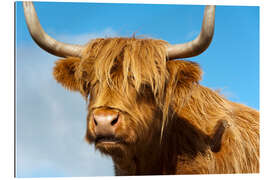 Tableau en plexi-alu Scottish highland cattle