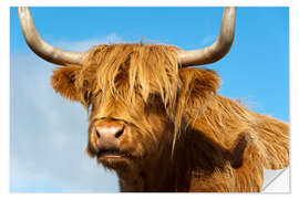 Naklejka na ścianę Scottish highland cattle