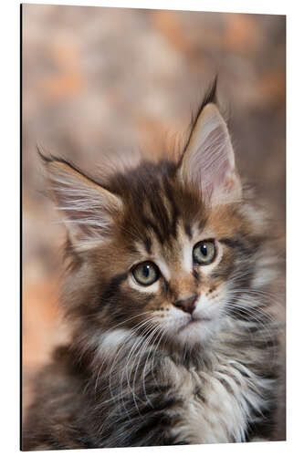 Tableau en aluminium Maine Coon Kitten 17