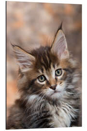 Quadro em alumínio Maine Coon Kitten 17