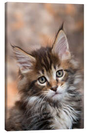 Leinwandbild Maine Coon Kitten 17