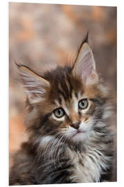 Foam board print Maine Coon Kitten 17