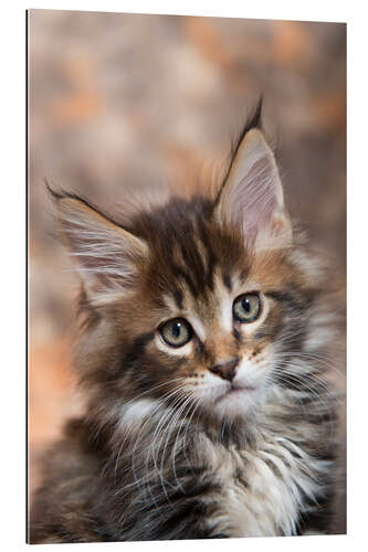 Gallery print Maine Coon Kitten 17