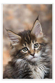 Wandbild  Maine Coon Kitten 17 - Heidi Bollich