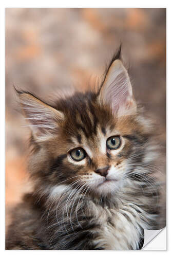 Sisustustarra Maine Coon Kitten 17