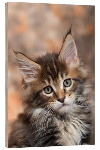 Wood print Maine Coon Kitten 17