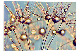 Aluminium print Pusteblume   Raindrops on seeds