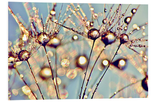 Foam board print Pusteblume   Raindrops on seeds