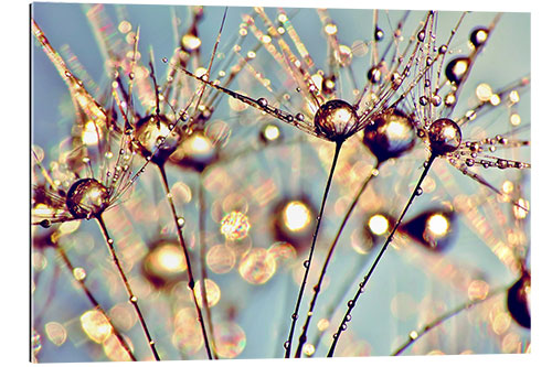 Quadro em plexi-alumínio Pusteblume   Raindrops on seeds