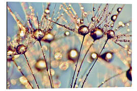 Magnettafel Pusteblume   Raindrops on seeds