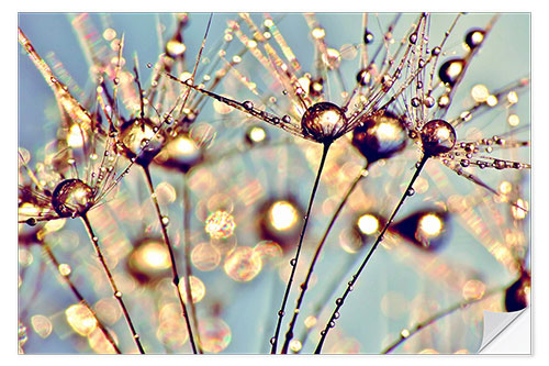 Selvklebende plakat Pusteblume   Raindrops on seeds