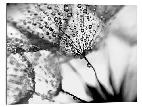 Cuadro de aluminio Diente de león y gotas, en blanco y negro