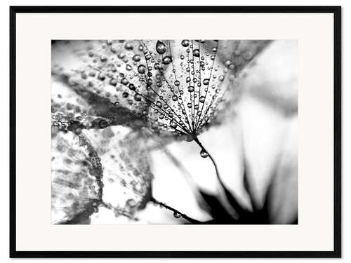 Framed art print Dandelion Dew in Black and White
