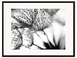 Impressão artística com moldura Pusteblume Tropfen schwarzweiß