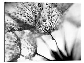 Gallery print Pusteblume Tropfen schwarzweiß