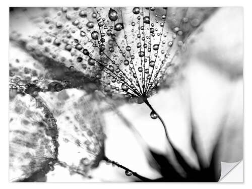 Wall sticker Dandelion Dew in Black and White