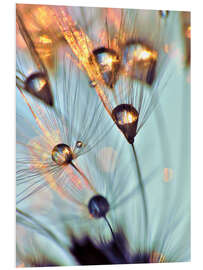 Foam board print Pusteblume   fineart