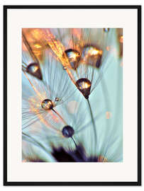 Gerahmter Kunstdruck Pusteblume   fineart