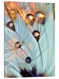 Quadro em plexi-alumínio Pusteblume   fineart