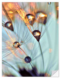 Wall sticker Pusteblume   fineart