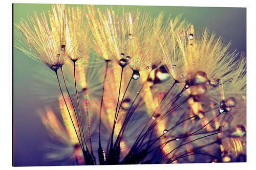 Tableau en aluminium Dandelion fether