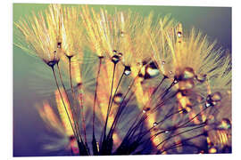 Foam board print Dandelion fether