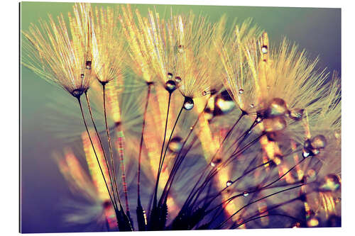 Gallery print Dandelion fether