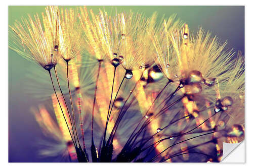 Selvklebende plakat Dandelion fether