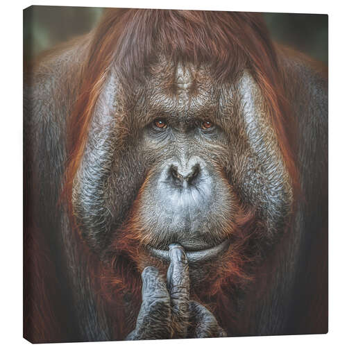 Leinwandbild Bornean Orang-Utan Pongo