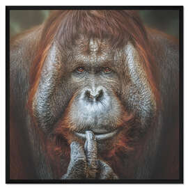 Gerahmter Kunstdruck Bornean Orang-Utan Pongo