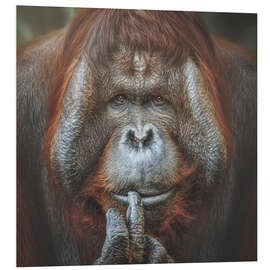 Quadro em PVC Bornean Orangutan Pongo