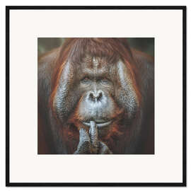 Gerahmter Kunstdruck Bornean Orang-Utan Pongo