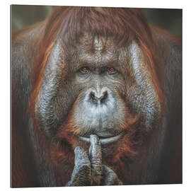 Gallery Print Bornean Orang-Utan Pongo