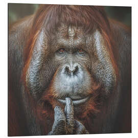 Magnettafel Bornean Orang-Utan Pongo