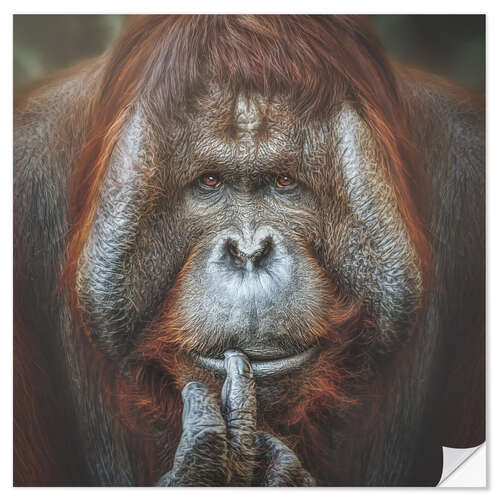 Vinilo para la pared Bornean Orangutan Pongo