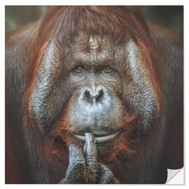 Självhäftande poster Bornean Orangutan Pongo