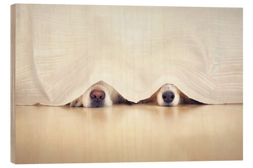 Trebilde hide and seek