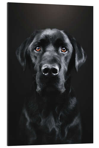 Galleriataulu Black Labrador Portrait