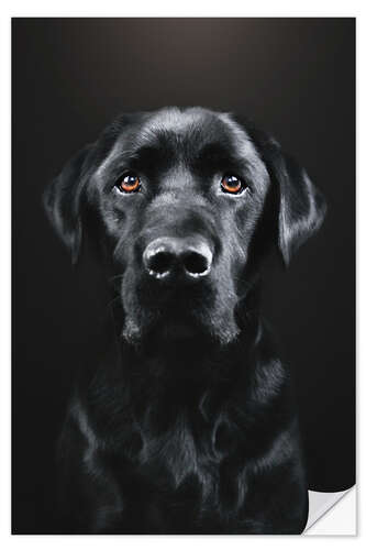 Vinilo para la pared Black Labrador Portrait